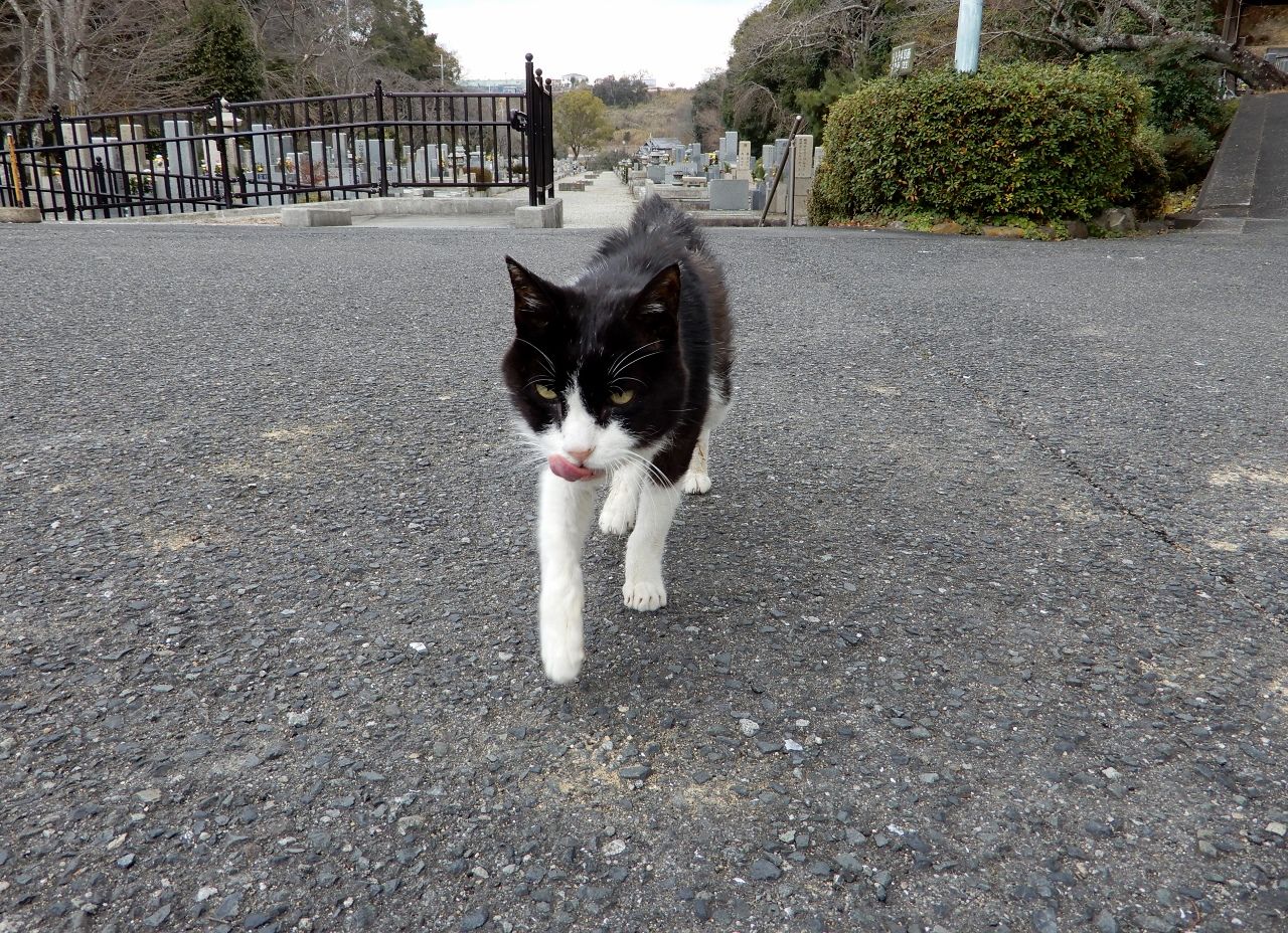 たまが 虹の橋 に旅立ちました の巻 人さまのネコ 楽天ブログ