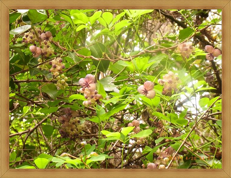 多度山登山♪ | えがお♪の徒然日記 - 楽天ブログ