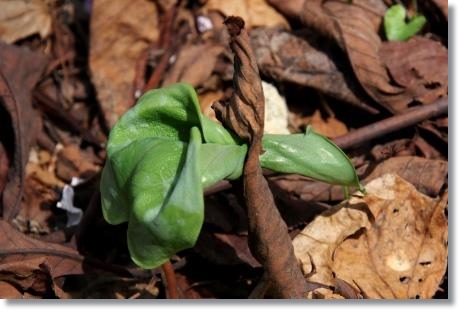 樹木公園・カタクリ-14 15.4.18