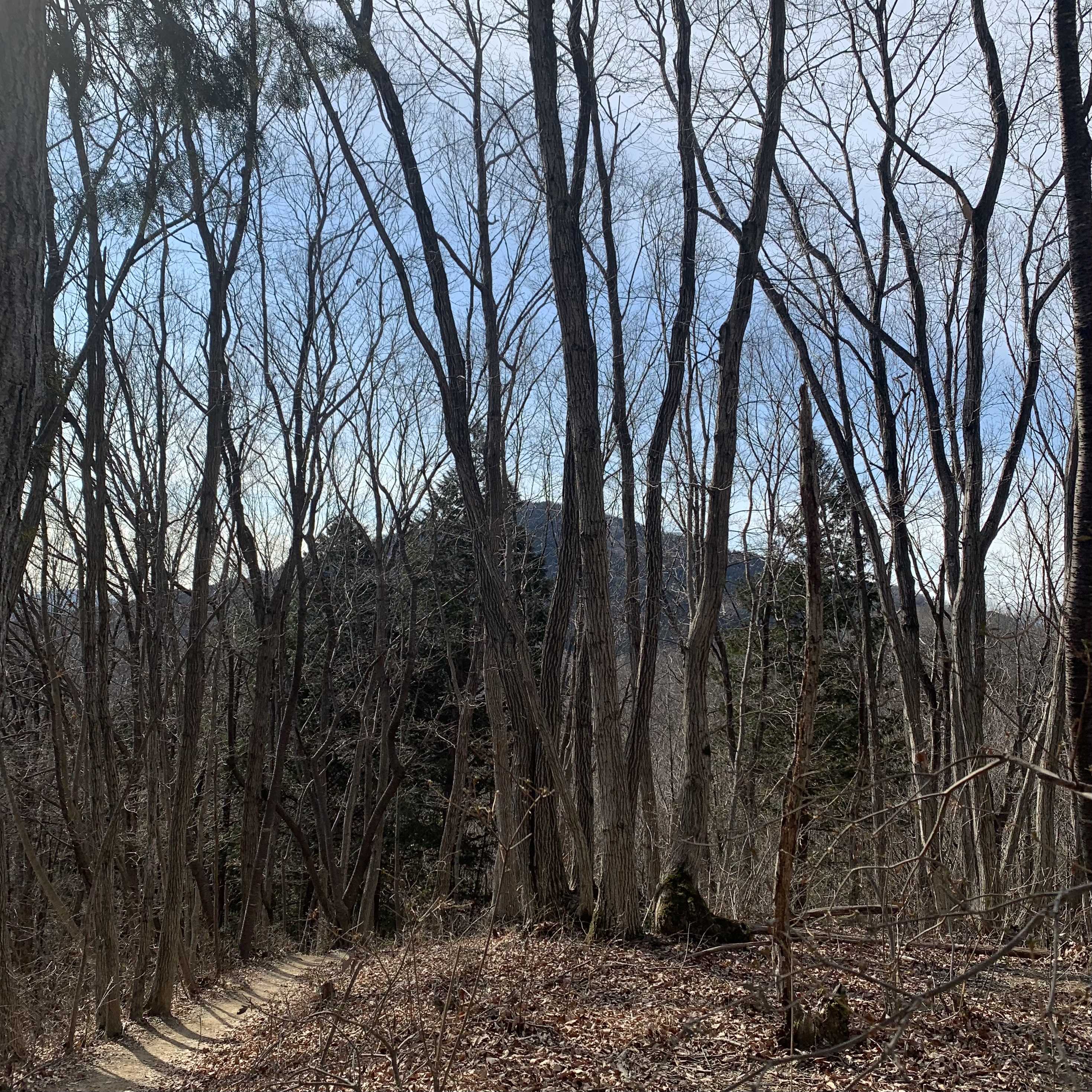 蝋梅の宝登山へ〜長瀞アルプス〜 | にちにち、まいにち。 - 楽天ブログ