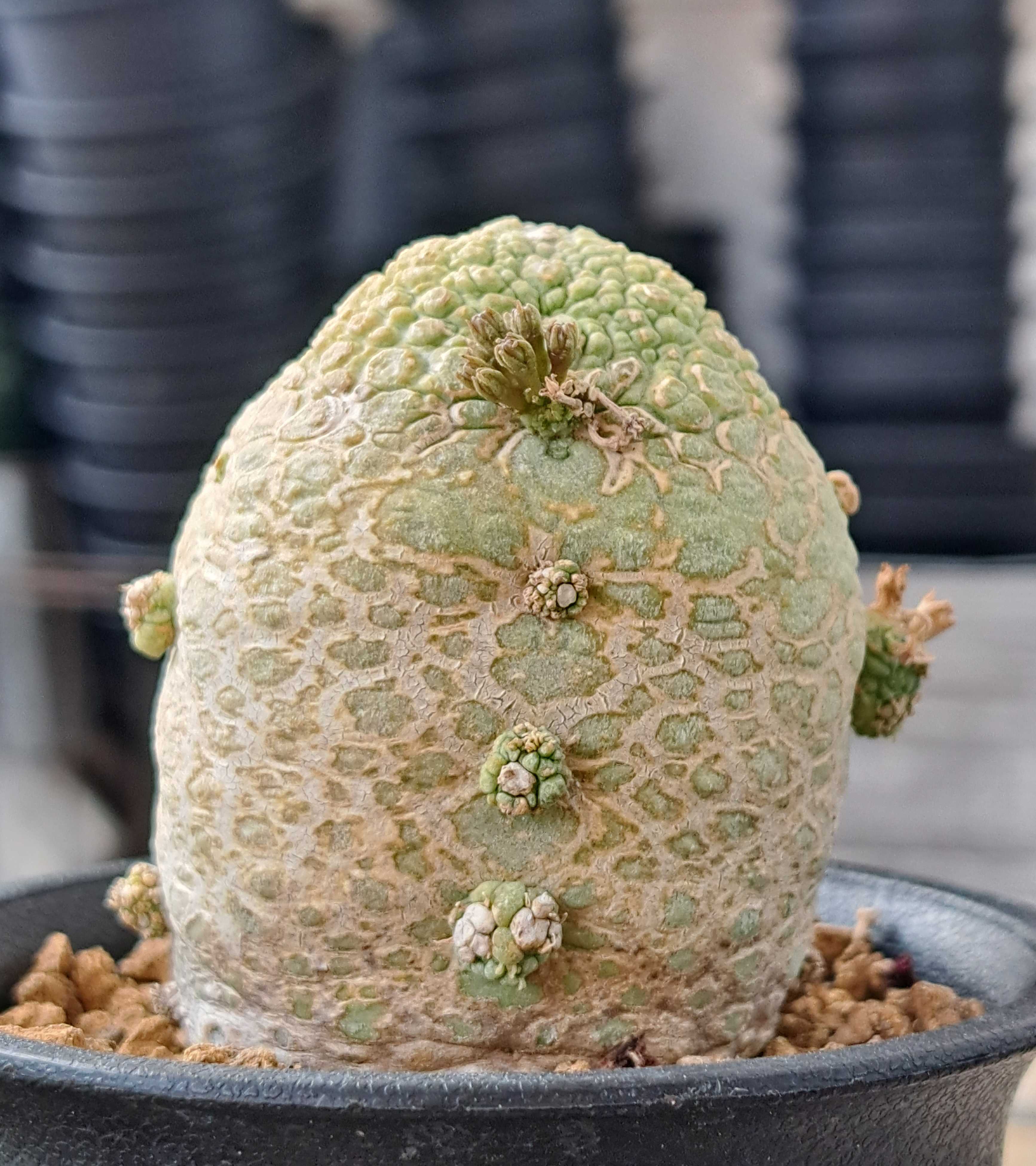 □[Y106]migiurtinus ミギウルティヌス 実生苗【多肉植物 Pseudolithos