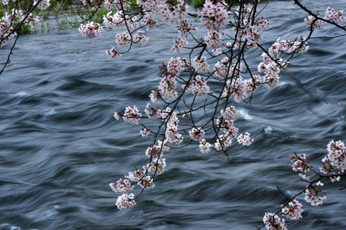 桜４