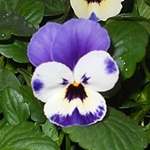 ﾋﾞｵﾗ白紫１.JPG