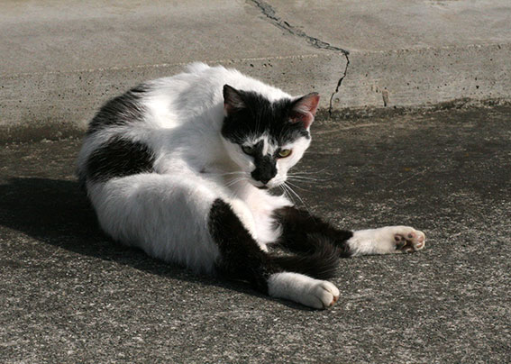 我が家のニャンコ♪2015/3/15-3