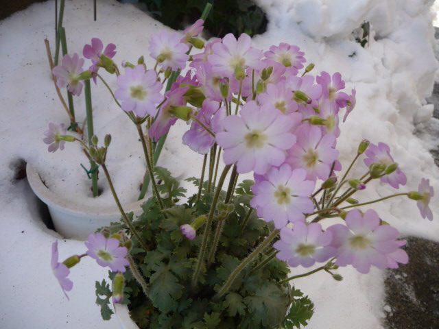 899 雲南桜草