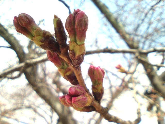桜のつぼみ膨らむ