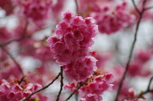 荏原神社の寒緋桜