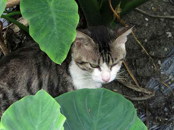 我が家のニャンコ♪2015/8/31-2