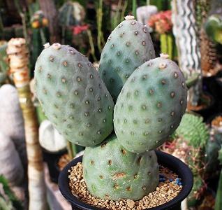 サボテン【Puna sp.Nova】（子株からの育成株） サボテン【Puna sp.Nova】（子株からの育成株）