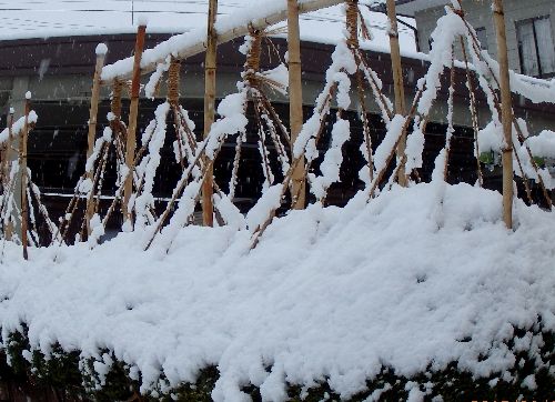 雪吊り.JPG