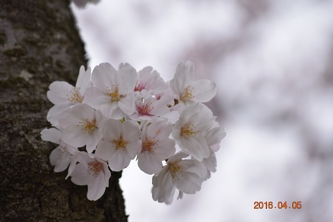 DSC_0049.JPG