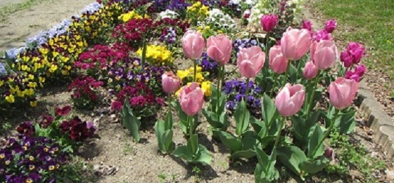 花混合１.jpg