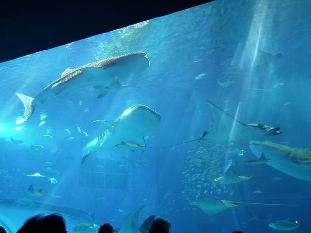 DSCF9234.JPG