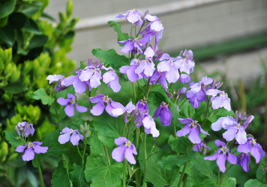 大根の花