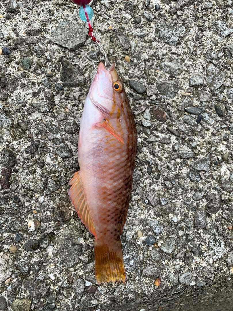 長浜海浜公園の釣り ねこまんまねこの日記 楽天ブログ