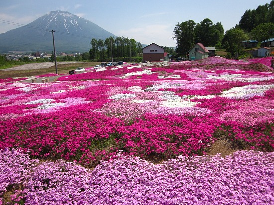 三島家の芝桜《芝ざくら》倶知安