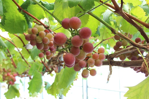 クイーンニーナ (4).JPG