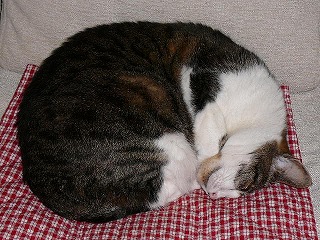 P1280227ss.jpg