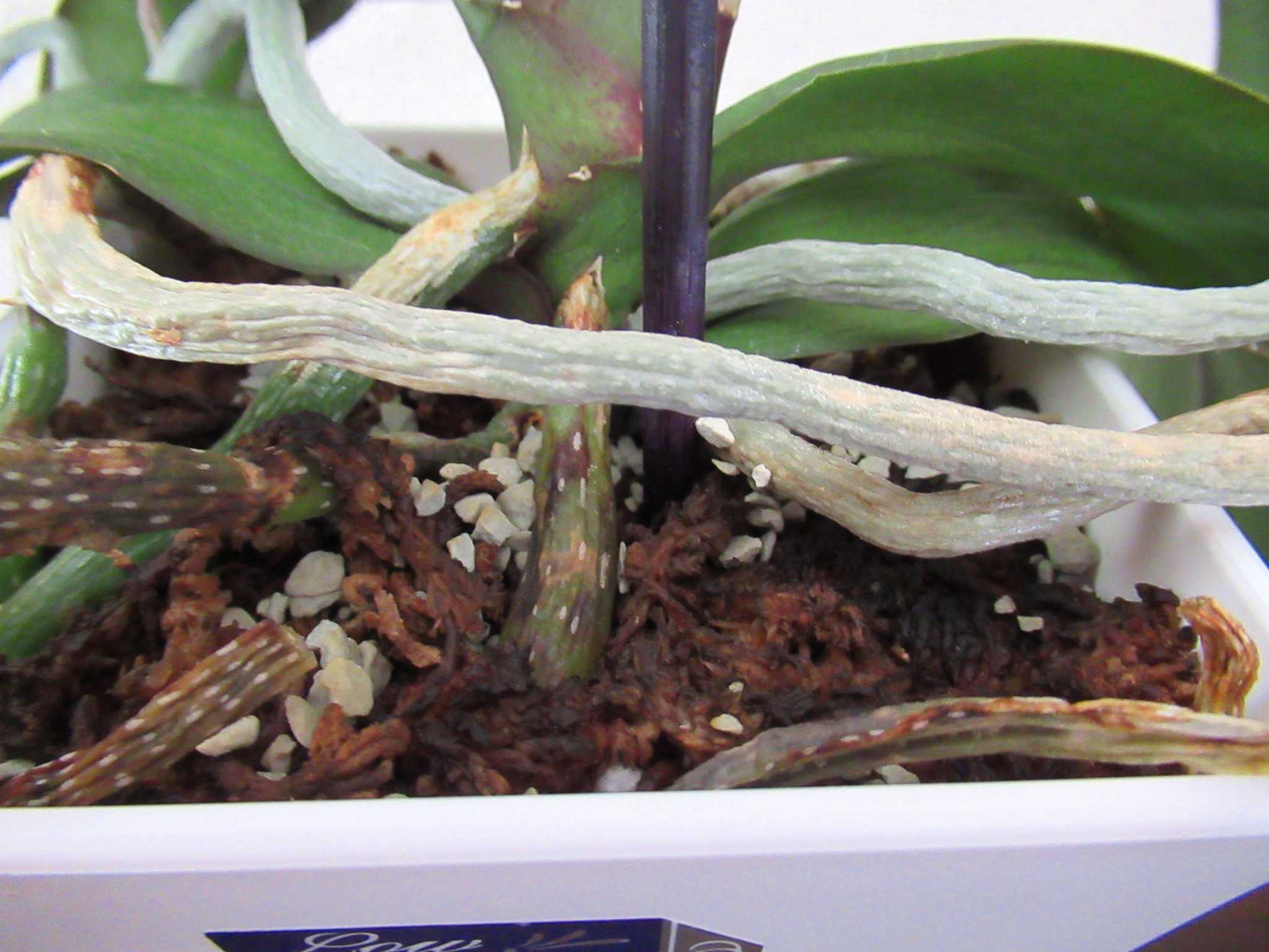 胡蝶蘭の植え込み方 O ｂ かにゃかにゃガーデン 楽天ブログ