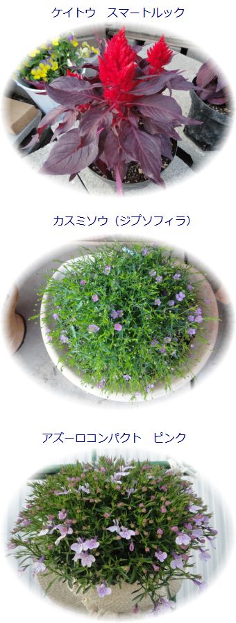 裏庭で育てているお花