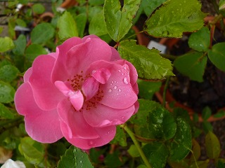 P1180596ss.jpg