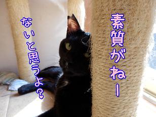 素質がない.JPG
