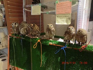 20150731_月島・フクロウのみせ40小さなフクロウたち - コピー.JPG