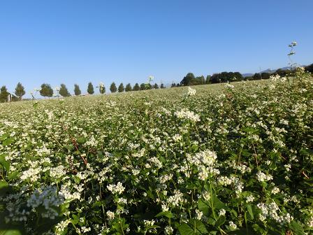 蕎麦畑