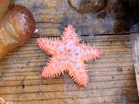 深海よりキタオオトゲヒトデ Poraniopsis Inflata 海水魚が好き 楽天ブログ