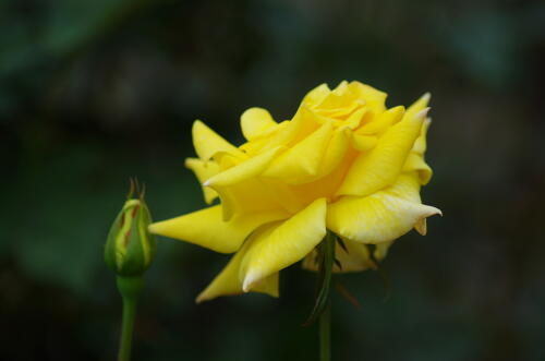 神代植物公園の秋バラ