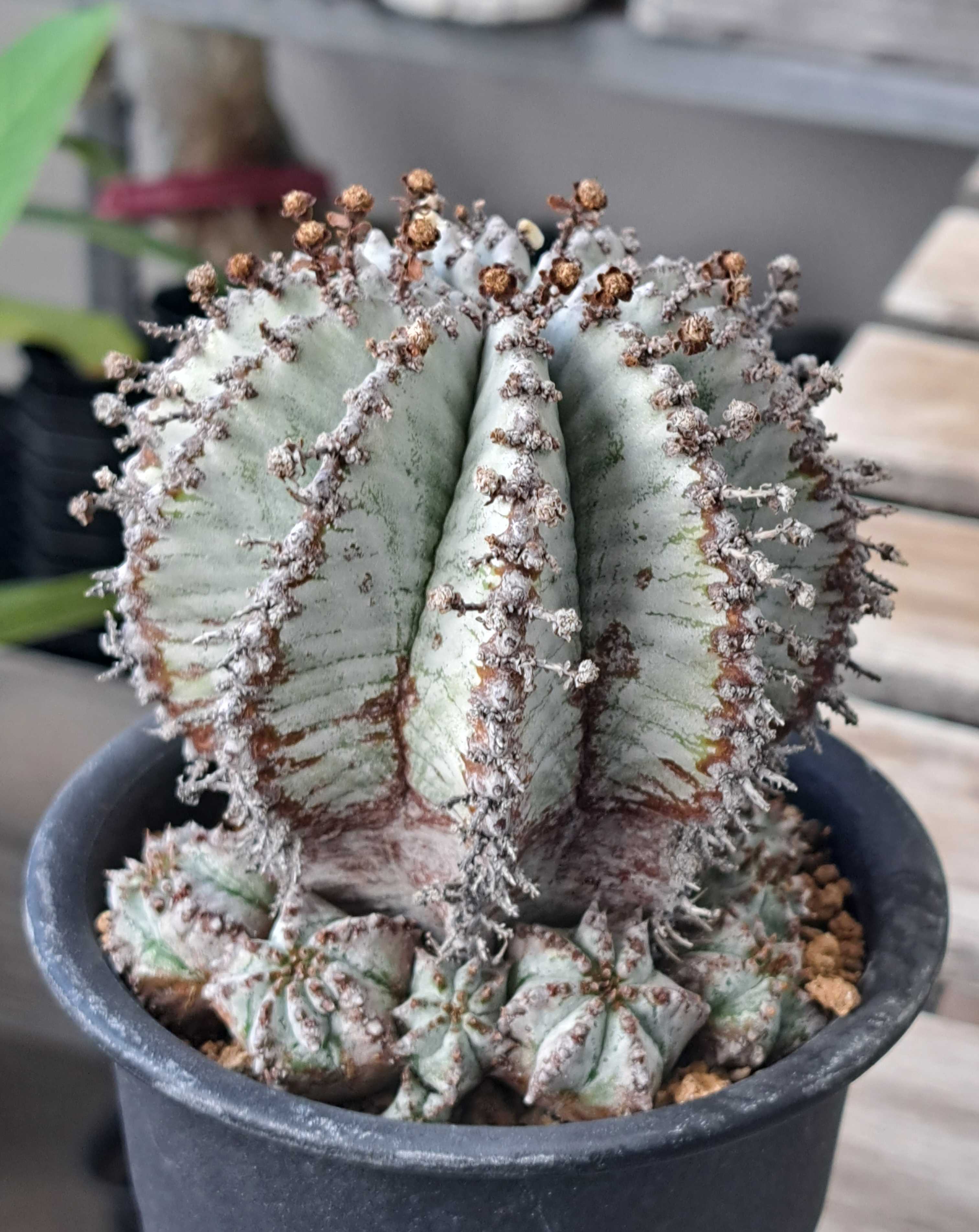 ☆激白☆関上ホリダ　ホリダ　幅6cm ゼブラホリダ　オベサ 多肉植物：ユーフォルビア ホリダ*幅6cm 現品！一品限り