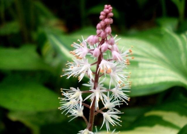 ティアレアの花 花と蕎麦とリハビリと 楽天ブログ