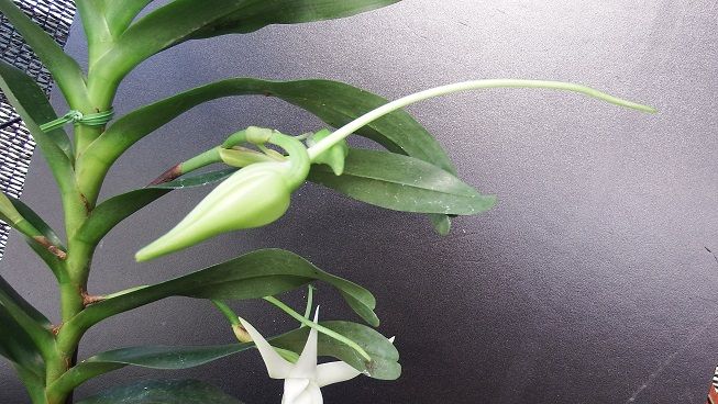 アングレカム デンドロビオプシス アングレカム セスキペダレ ラン ラ パン 楽天ブログ