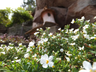 Flower66