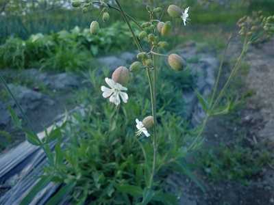 ストリドーロの花が咲きました 農園k56 柿栽培と家庭菜園やってます 楽天ブログ