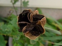 サフランモドキ