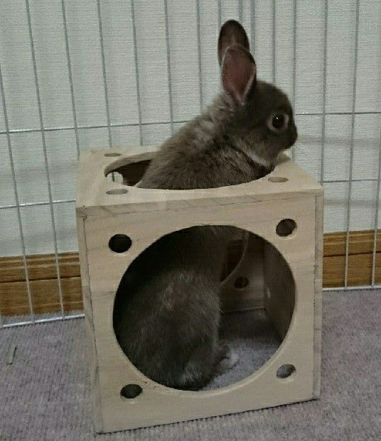 むかしのおもち うさぎのおもちと暮らす日々 楽天ブログ