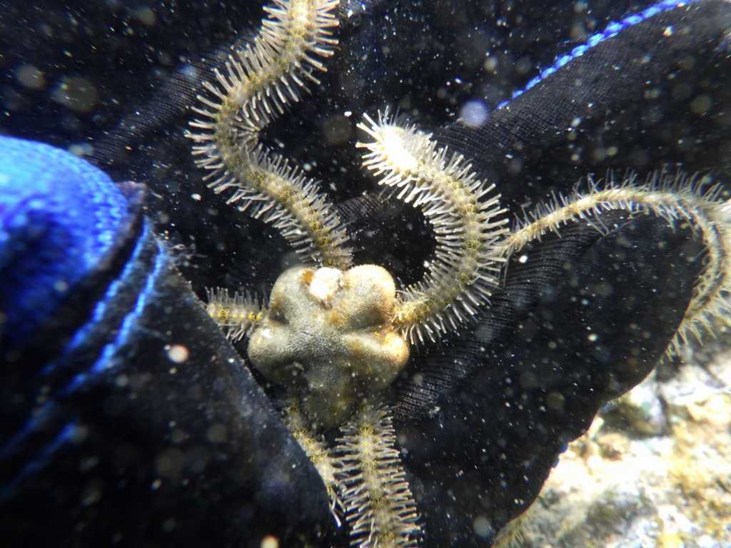 串本磯採集2023年7月下旬25　ウデナガクモヒトデ（Macrophiothrix longipeda）