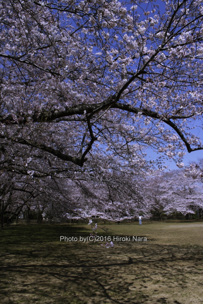 光景　sight0495 桜　サクラ　cherry blossom 春　spring