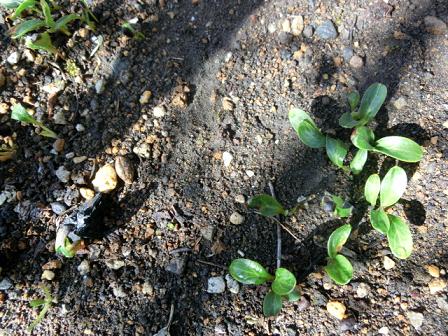 クリスマスローズ