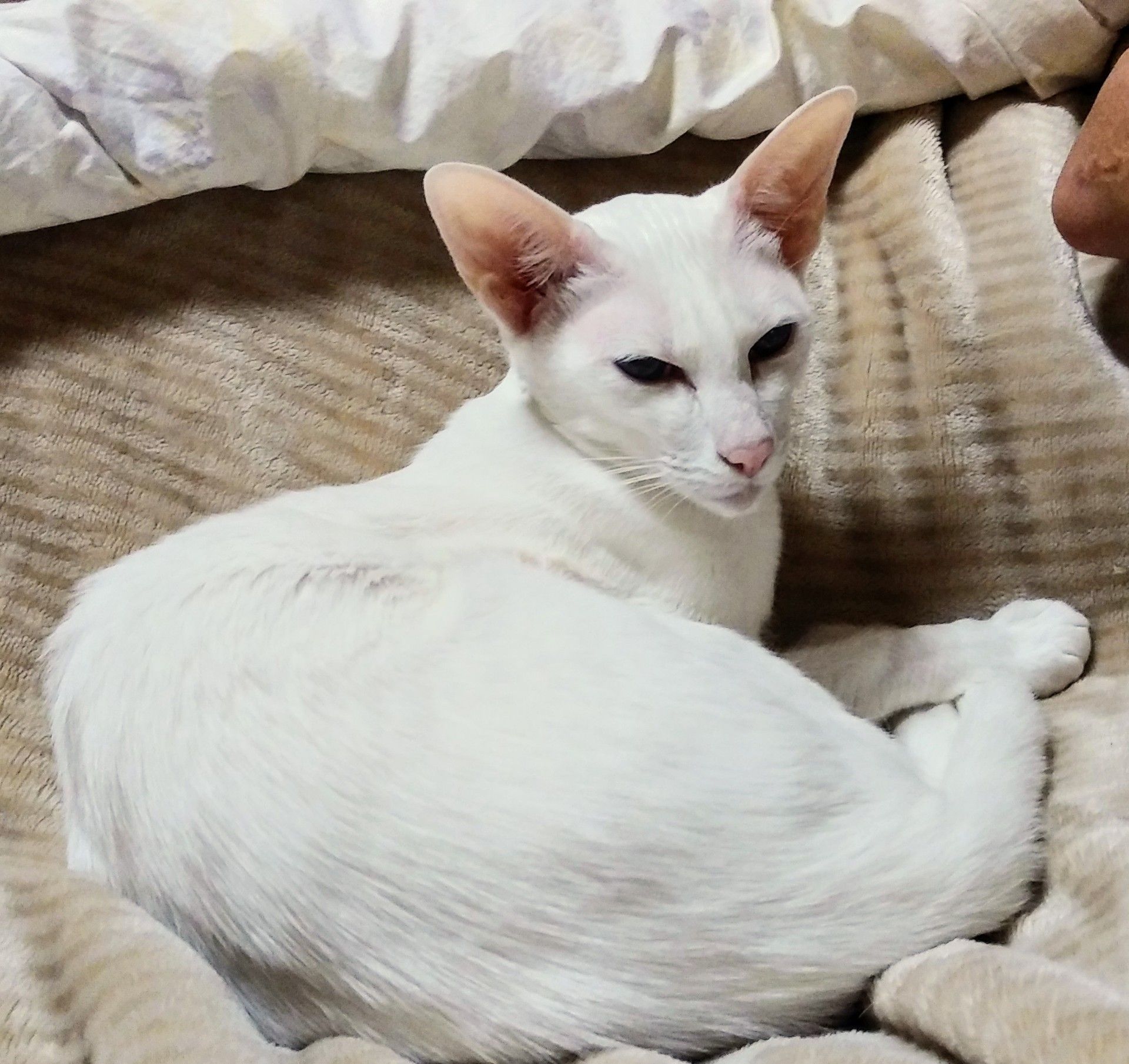 白い悪魔と悪魔めし とぼけた妖精 オリエンタルショートヘア シャム猫 過保護な猫飼い 楽天ブログ