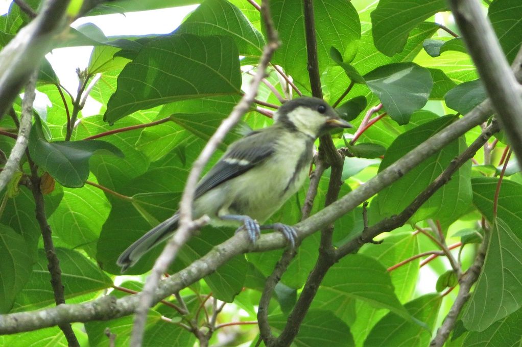 鳥 シジュウカラ親子 ヤマガラ コゲラ ホオジロ幼鳥 柘榴メジロ 大分金太郎の花鳥蝶月 楽天ブログ