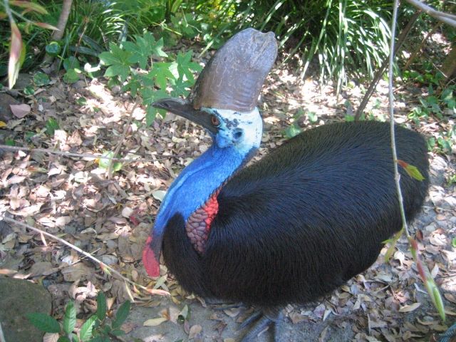 飛べない鳥は頑張って走って生きる 私設見逃してもいい動物園 楽天ブログ