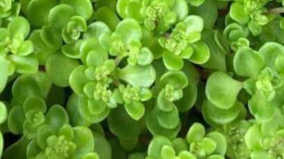 研究1 丸葉万年草 まるばまんようぐさ 今後の自分に期待する 楽天ブログ