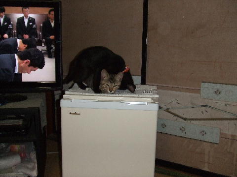 猫6.JPG