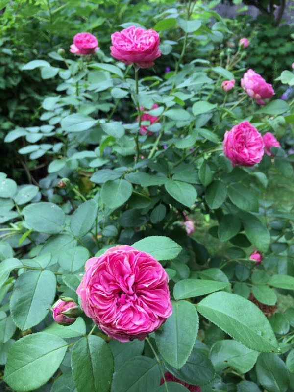 rblog-20170714233806-05.jpg