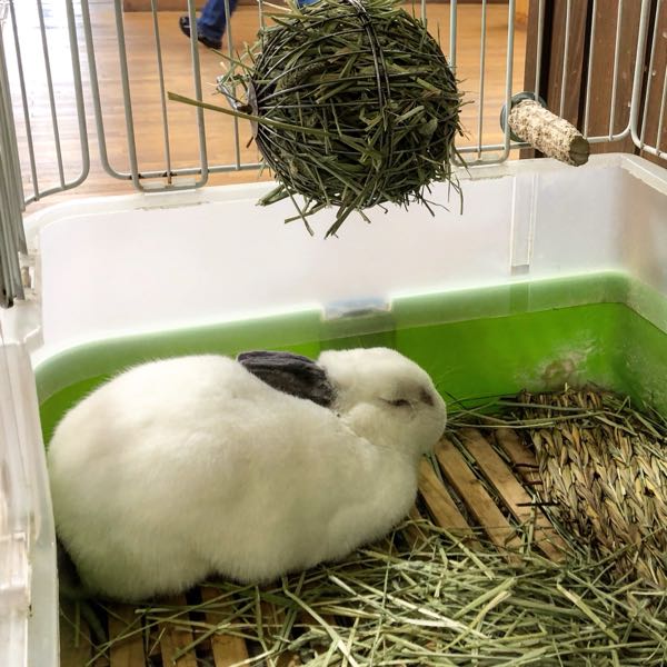 rblog-20180404055715-00.jpg