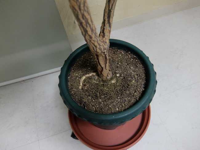プルメリア プディカ 鉢植え 育て方 年 ベランダ