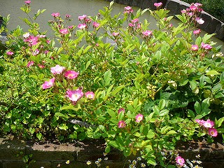 P1300152ss.jpg