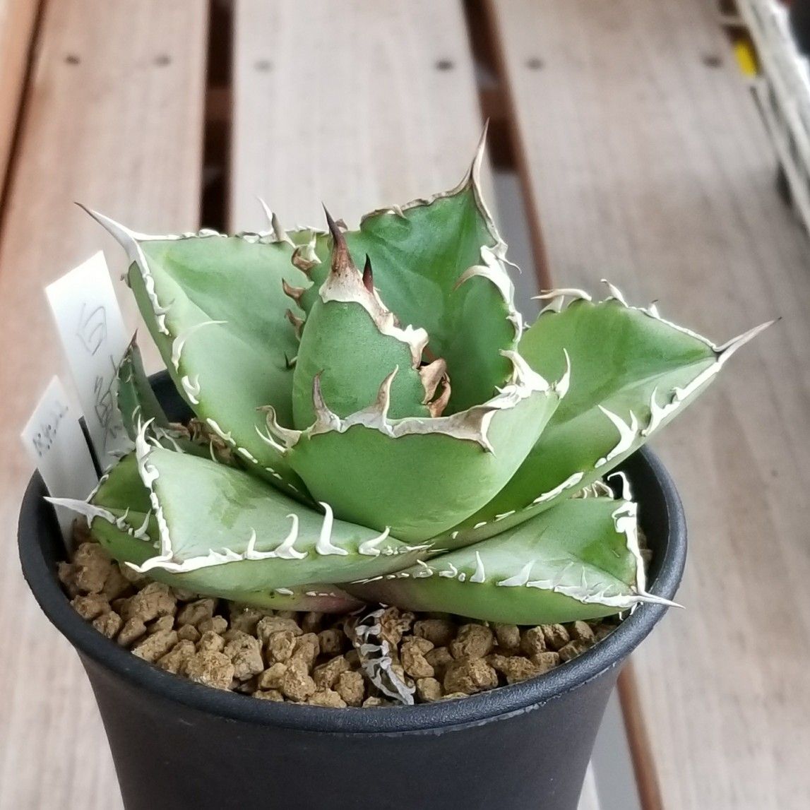 アガベは一年中生育する。 | デルオの多肉日記 - 楽天ブログ